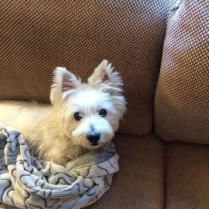 Meet your Posher, Susan